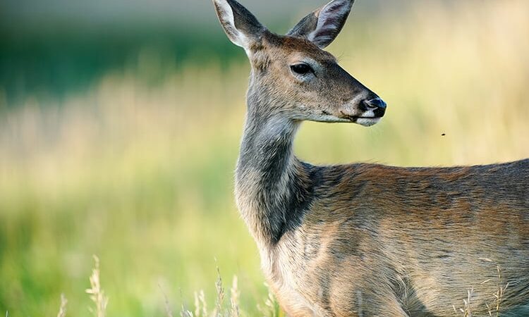 Minnesota deer farm group files suit against DNR, Board of Animal Health – Outdoor News