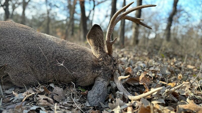 Minnesota’s deer kill tops out at 158,700 during 2023 seasons – Outdoor News
