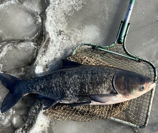 MN Daily Update: A plan to stop invasive carp in state waters – Outdoor News