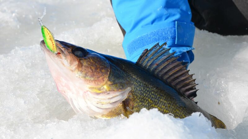 MN Daily Update: An experiment with tip-ups shows the catching power of fluorocarbon leaders – Outdoor News