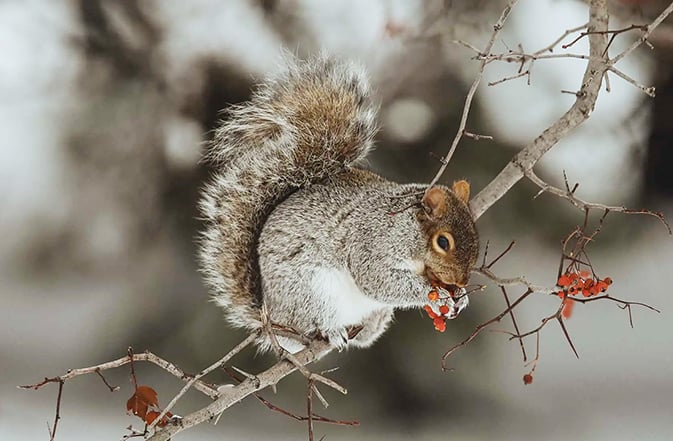 MN Daily Update: How do squirrels remember where they bury their nuts? – Outdoor News