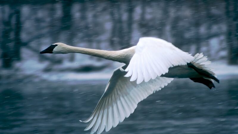 MN Daily Update: Swans found dead in Stevens County – Outdoor News