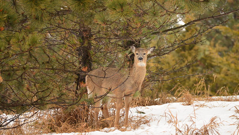 More CWD positives detected in Ohio, one outside of Disease Surveillance Area – Outdoor News