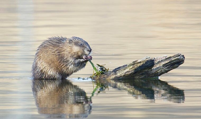 Muskrats cause damage to Iowa’s Sauk Rail Trail, dike – Outdoor News