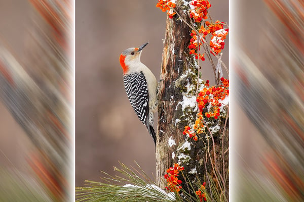 Nature Smart: Better understand winter’s woodpeckers that frequent your feeders – Outdoor News