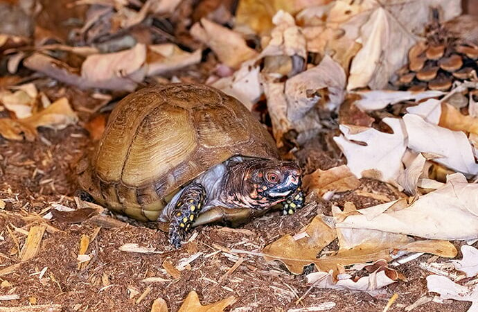 Nature Smart: How do turtles survive winter? – Outdoor News