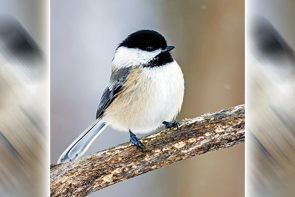 New York DEC advises birdwatchers to feed wild birds responsibly – Outdoor News