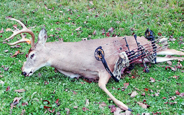 Oak Duke: Notes from a two-buck season in New York – Outdoor News