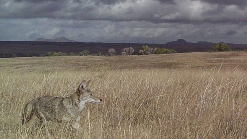 Organization Captures Thousands of Photos of Wildlife Living Along the U.S. and Mexico Border
