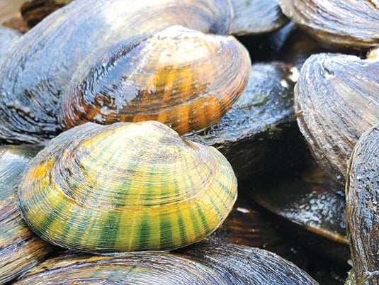 PF&BC to partner with Md. in a mussel restoration – Outdoor News