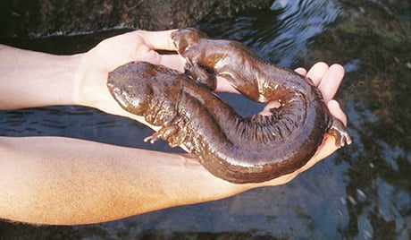 Plan drafted in Missouri to save hellbender — North America’s largest salamander – Outdoor News