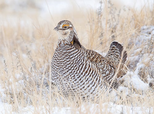 Prairie chicken quandary getting Minnesota DNR’s attention – Outdoor News