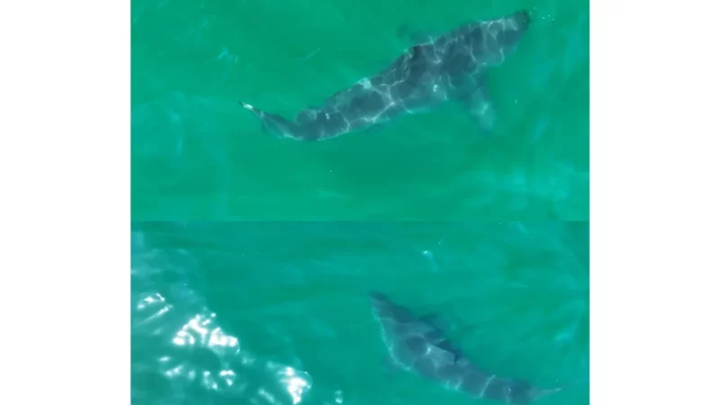 Put on ‘Baby Shark,’ There’s New Footage of a Newborn Great White