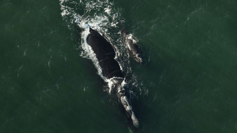 Rare and Endangered Right Whale and Her Calf Spotted Off the Carolina Coast