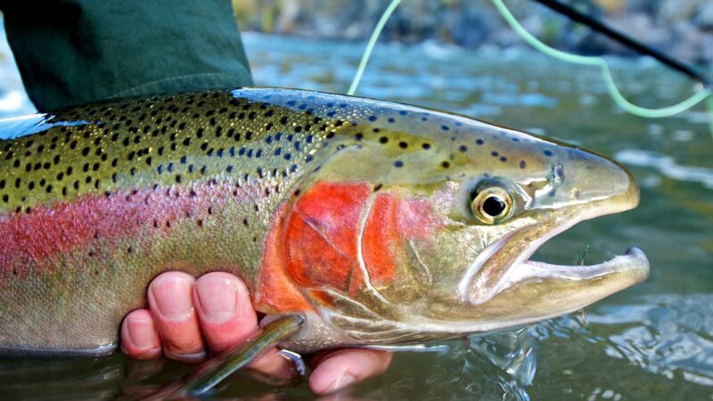 Regulation amendment for select steelhead rivers on tap for spring – Outdoor News