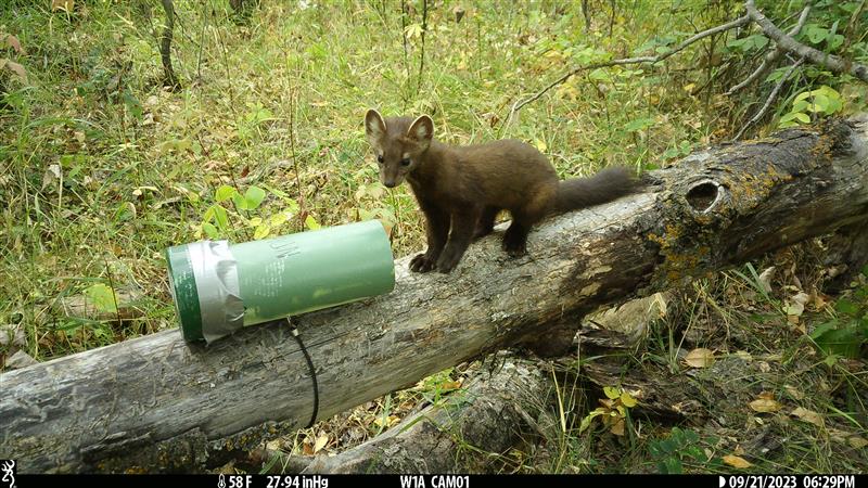 Research out of North Dakota aims to learn more about the mystery of martens – Outdoor News