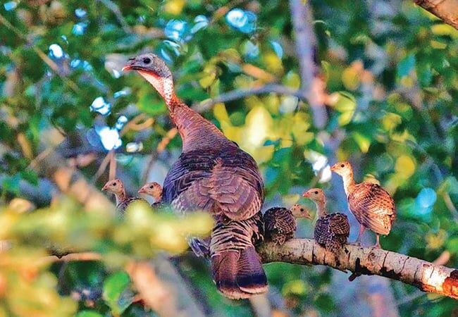 Researchers looking for insight into Iowa’s wild turkey population decline – Outdoor News