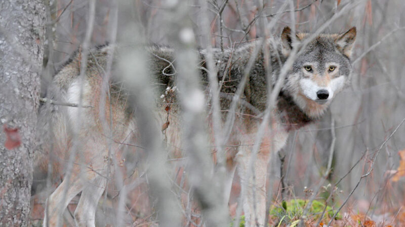 Self-defense wolf-shooting reported in northern Wisconsin – Outdoor News