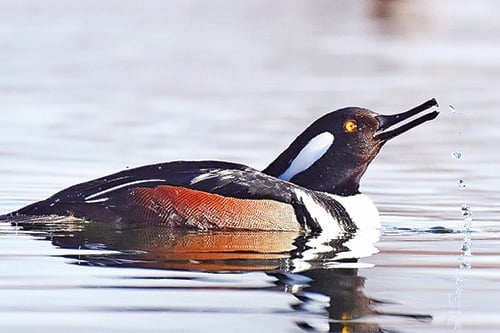 Species Spotlight: Do you know about hooded mergansers, the duck of many names? – Outdoor News