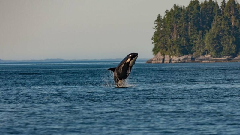 SPOTTED: Rare Pod of Orcas off the Coast of California