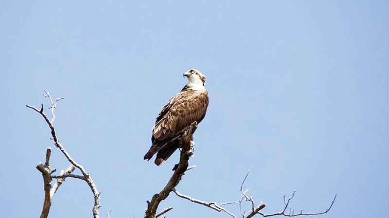 State-threatened osprey establish a growing presence at Carlyle Lake in Illinois – Outdoor News
