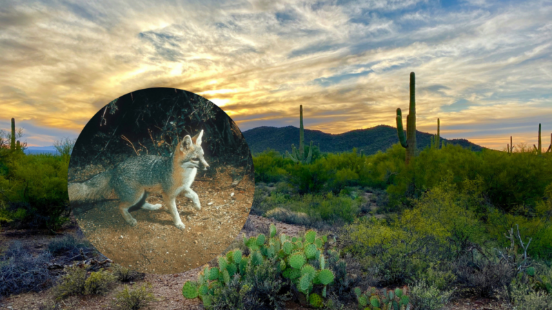 ‘Strange Wildlife Behavior’: Saguaro National Park Warns of Possible Rabies Cases