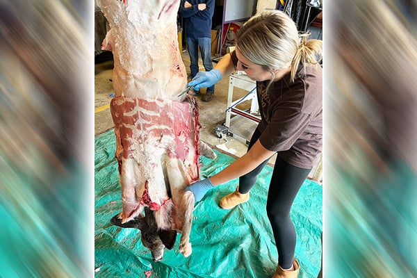 Students get hands-on learning of how to process deer at Illinois high school – Outdoor News