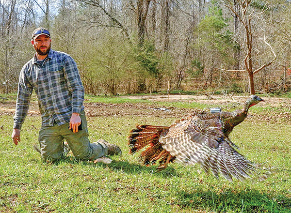 Study shows that hunter harvest reduction can boost wild turkey numbers – Outdoor News