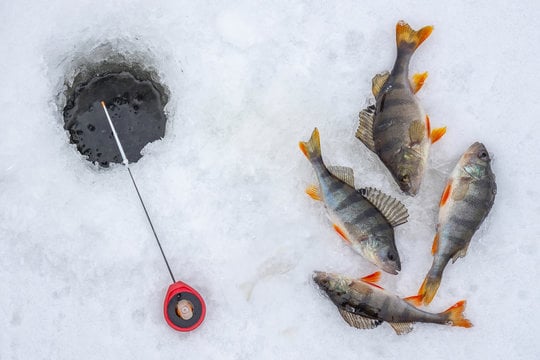 Take advantage of the fishing when the ice is nice in New York – Outdoor News