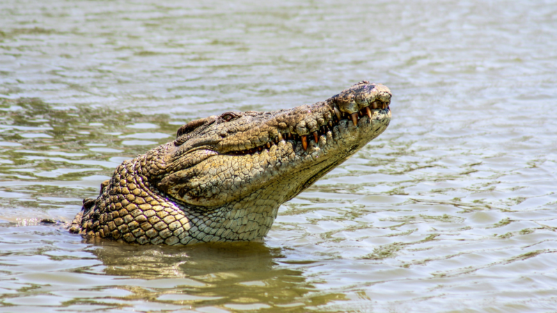 ‘The Scariest Moment I Ever Experienced’: Watch a Diver Swim Away from a Crocodile