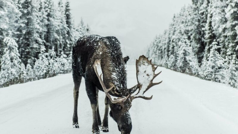 The ‘Serengeti of the North’: Check out All the Wildlife That Calls Frozen Canada Home 
