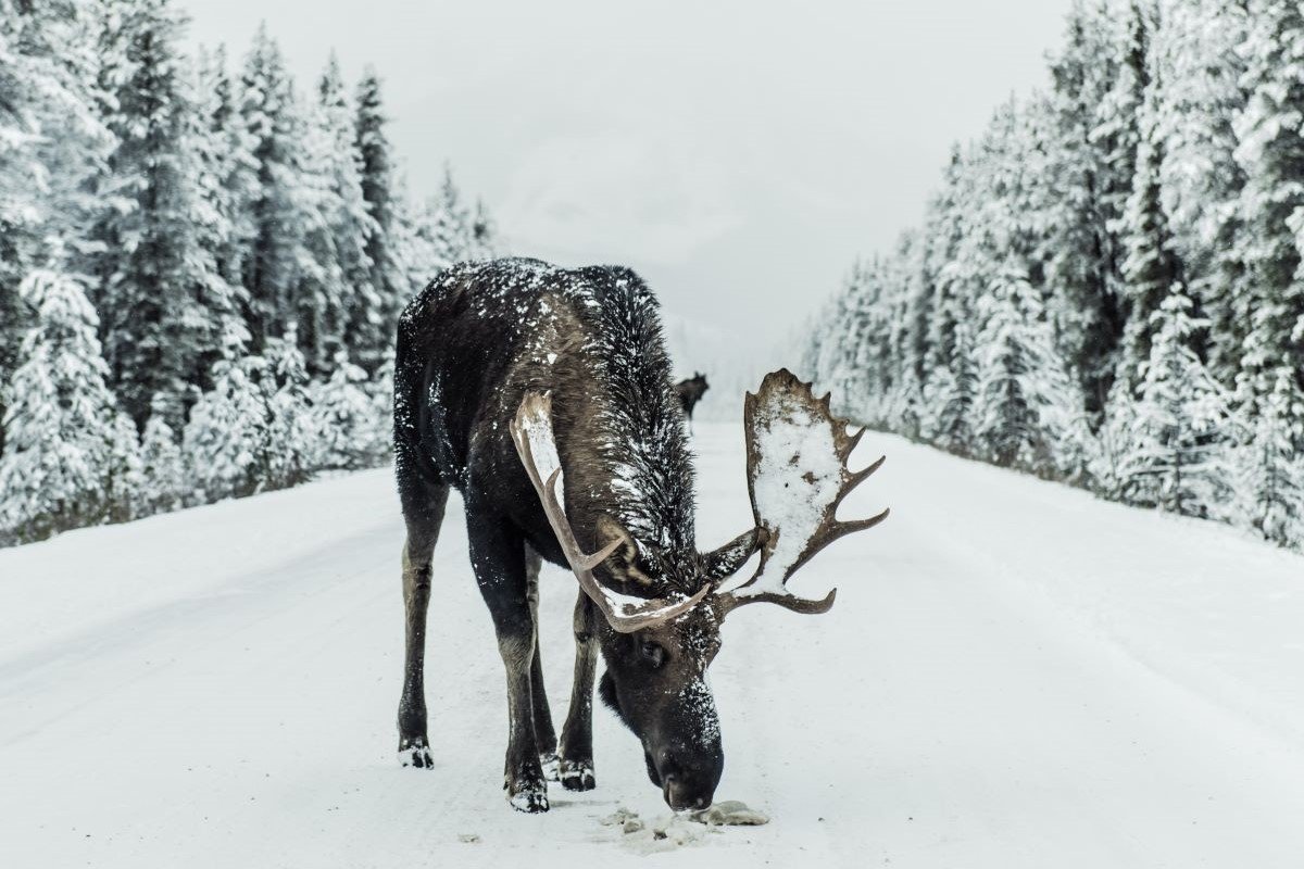 moose snow canada 