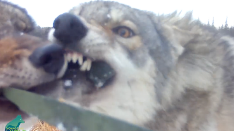 This Pack of Wolves Found a Trail Camera and Did Their Best to Smash It