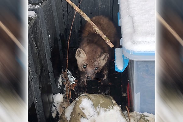 Trapper performs CPR to revive pine marten in northern Minnesota – Outdoor News