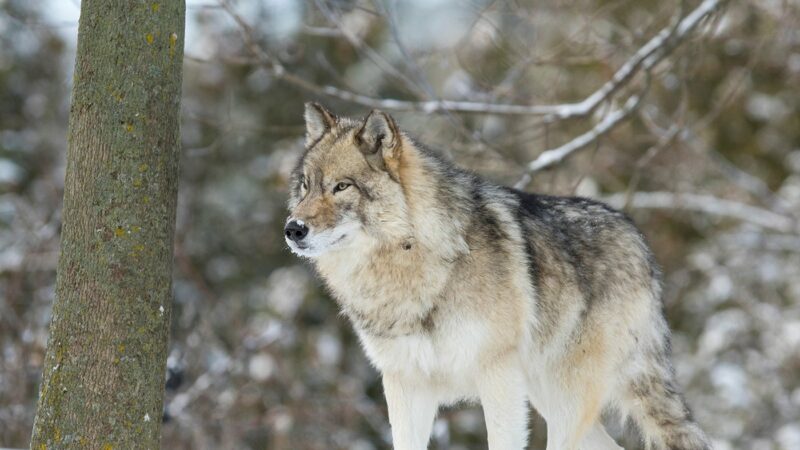 USFWS takes over Wisconsin wolf shooting case out of Bayfield County – Outdoor News
