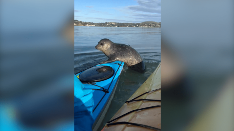 Watch This Adorable Harbor Seal Hitch a Ride on a Kayak