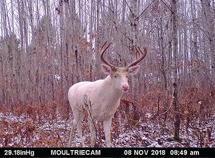 Well-known albino buck from Spooner, Wis., area found dead after nearly 15-year history – Outdoor News