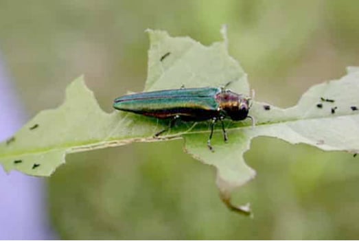 WI Daily Update: Watch for signs of emerald ash borer this winter – Outdoor News