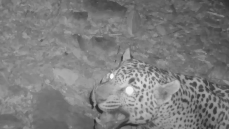 Wildlife Trail Camera Captures Video of a Rare Jaguar in Arizona