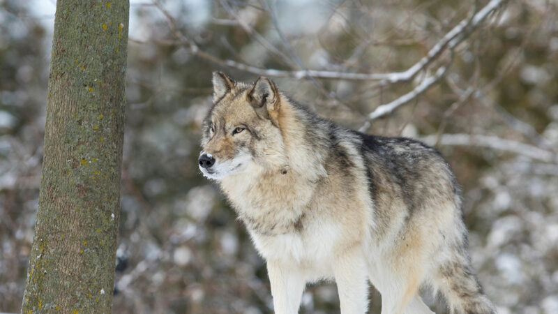 Wolves killed at least 29 dogs in Wisconsin in 2023, third highest year on record – Outdoor News