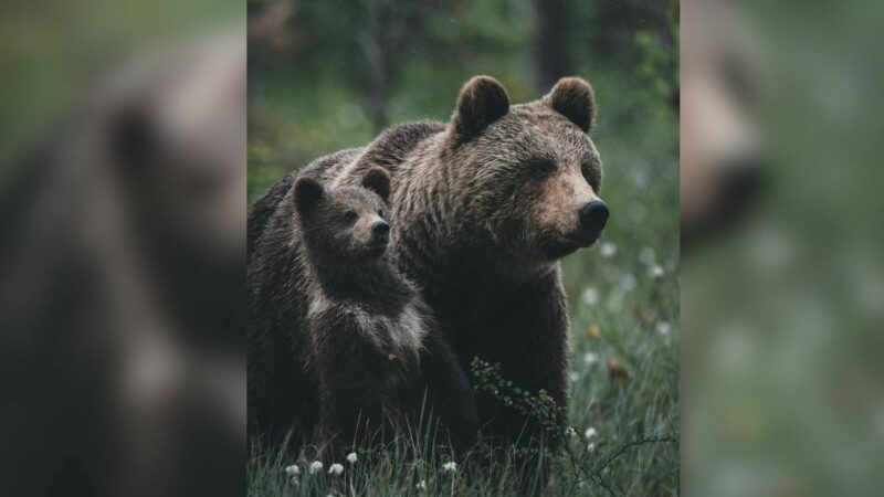 You’ve Never Seen Brown Bears Like This Before: Incredible Footage of Cubs and Their Moms