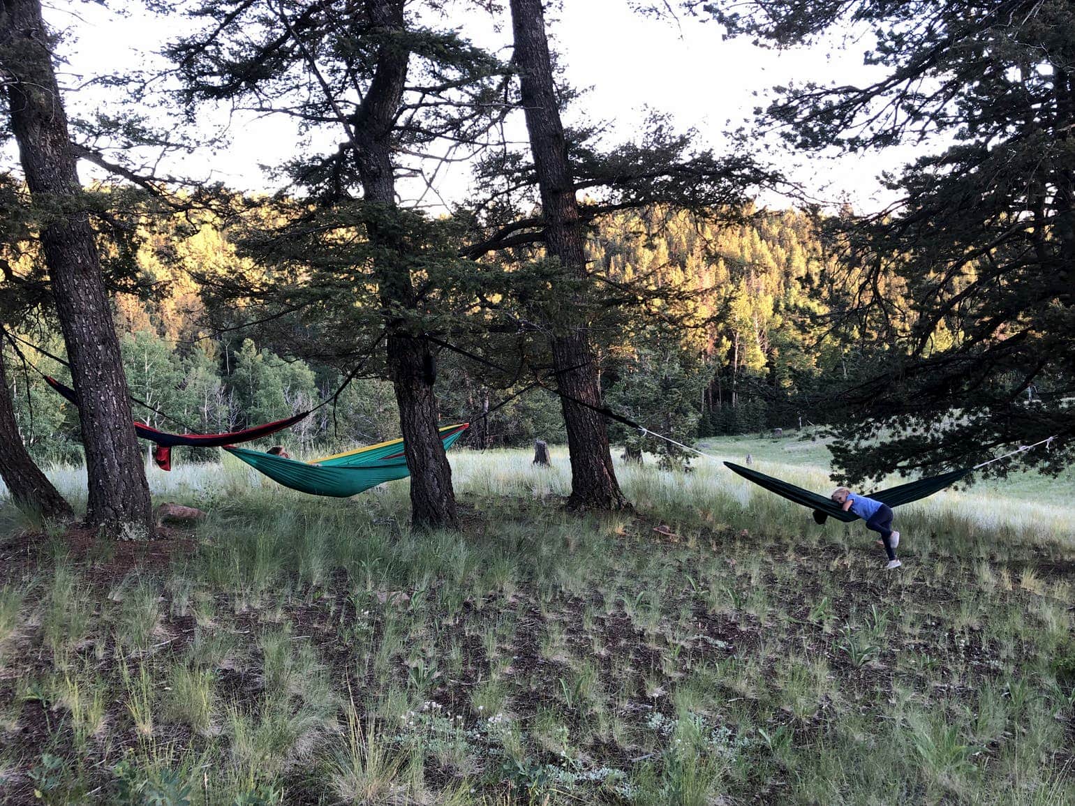 Three hammocks hang between trees at campsite outside of Colorado Springs.