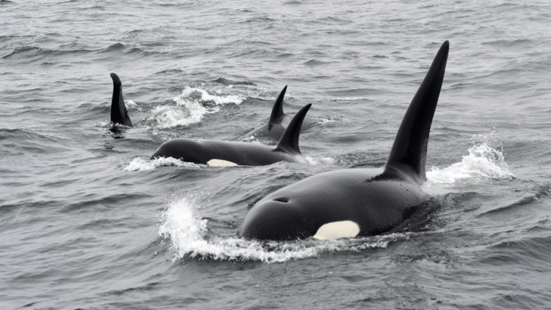‘A Surreal Experience’: Watch A Group of Kayakers Meet A Pod of Orcas in New Zealand