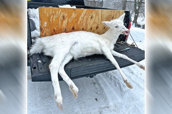 Albino whitetail killed by car last month in Wisconsin’s Washington County – Outdoor News