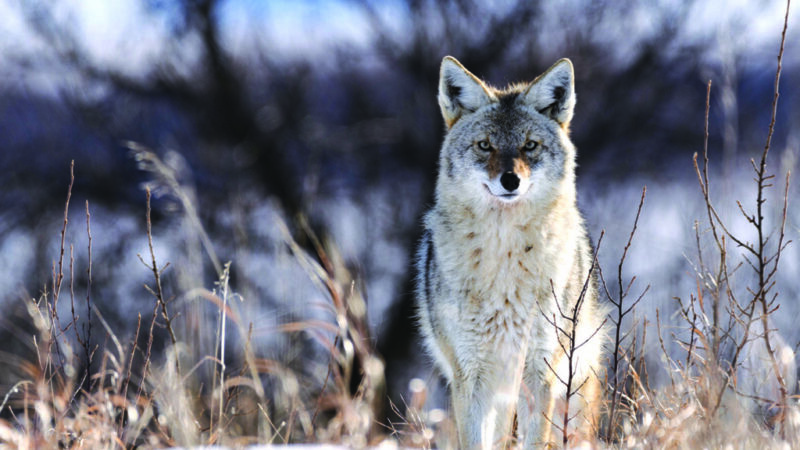 Andrew Zysek: Three favorite trap sets for catching midwinter coyotes – Outdoor News