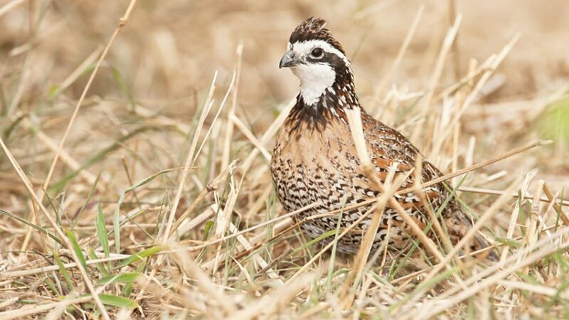 As signup reopens for continuous CRP, Illinois ranks 11th with 814,233 acres – Outdoor News