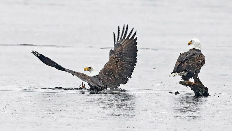 Backyard and Beyond: Eagles on thin ice – Outdoor News