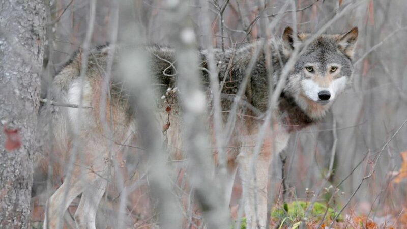 Beyond Minnesota: Dutch court rules wolves at national park may be shot with paintball guns – Outdoor News