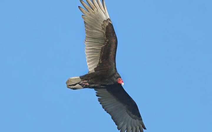 Buzzards’ early return to Ohio a sign of an early spring? – Outdoor News