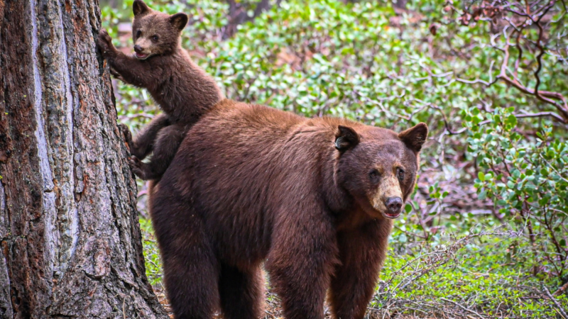 California and Nevada Wildlife Officials Team Up to Tackle Misinformation About Bears